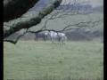 videos de Erin in Eire..