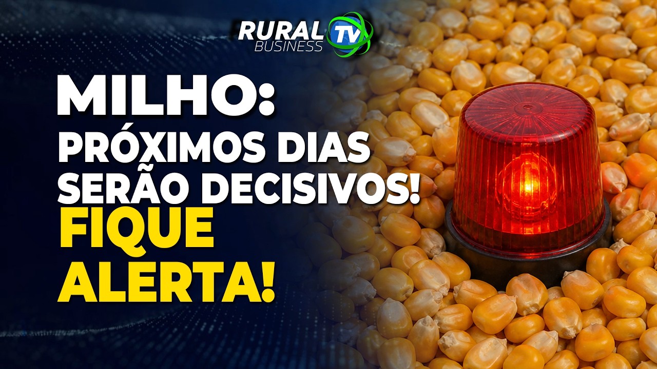 MILHO: PRÓXIMOS DIAS SERÃO DECISIVOS! FIQUE ALERTA!