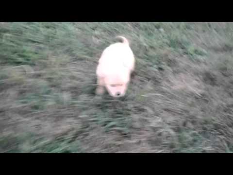Golden Retriever female puppy in Ohio - champion lines