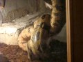 Big boa swallow rat Big boa swallow rat