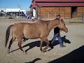 Battle Born Goes to the Round Pen.wmv