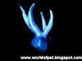 Anglerfish of the abyss Anglerfish of the abyss