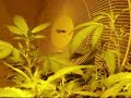 Part 2 Medicinal Cannabis Crop from A-Z
