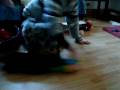 videos de Mr Fishy