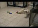 CAVACHONS FOR SALE(KARA & SARA)