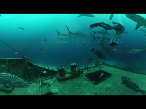 360 video of the sharks and amazing huge fishes 4K - YouTube