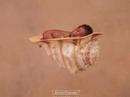 b�bes