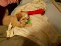 Bichón Habanero video
