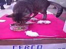 gatto e topo