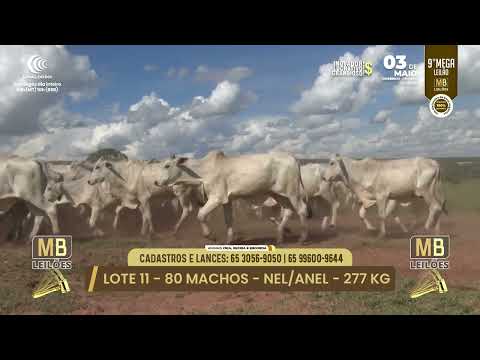 9� MEGA LEIL�O DA MB LEIL�ES