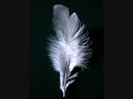 Andrew Weatherall - Feathers Andrew Weatherall - Feathers