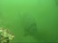 Pesca Submarina Loros en San Lorenzo - Lima/Peru