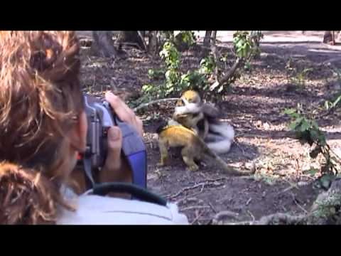 Monkeyland DVD: Gibbon playing with dog