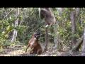 Monkeyland South Africa near Plettenburg March 2002 Lara's dog playing with Borneo Gibbon sequence from new Monkeyland DVD