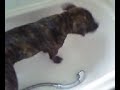 Buster In T Bath.3gp
