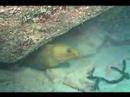Morey Eel - Miami Beach