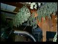 WEED-WEED-WEED-marij