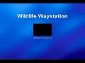 Partner with a Star - Brittany Murphy Wildlife
