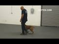 In this video, Got K9, a dog trainer in Las Vegas, does some pitbull dog training and shows us how they trained a pitbull.