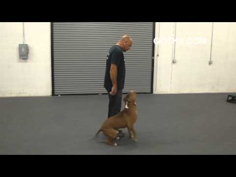 how to properly train a pitbull