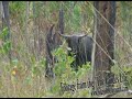 Banteng in Australia
