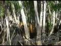 videos de Banteng in Australia