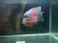Red-Candy Flowerhorn  Captured