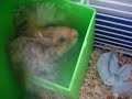 Hamster Vili Hamster Vili