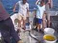 Rhyl Fishing Charter Boat, North Wales - Suveran