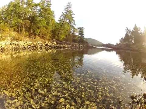 how to collect oysters