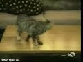 De leukste katten film De leukste katten film
