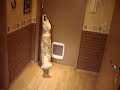Maine Coon Cat opens door!