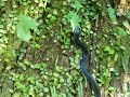 Equatorial Spitting Cobra, Singapore, Pt 2