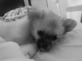 Sleepy Head Wakes Up and say's 