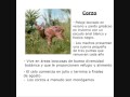 Ver vídeo
