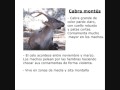 Ver vídeo