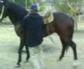 caballo cuarto de milla con titulo m l 