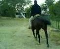 caballo cuarto de milla con titulo m l 