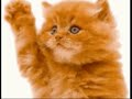 This a funny video with random moving pictures with the song Chacarron Macarron