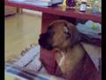 Bronx the boxer puppy