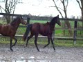 Cyrion trot joli.avi