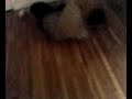 4 year old beats the shit out of ten year old