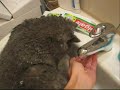 Bathing cat Kot Maniek w kapieli
