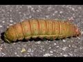 Bizarre Caterpillars