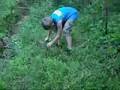Vines