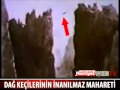 Insane Himalayan Ninja Goats - animals, cool, crazy, goats, himalayan, jumping, mountains, nature, ninja, wtf