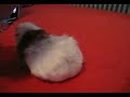 Meerschwein dreht sich