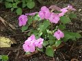 Winter Annuals Winter Annuals