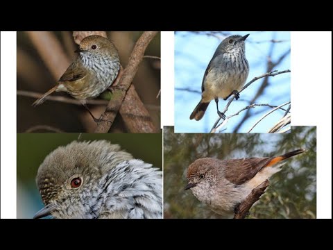 <p>Long term Trends of Birds in the Cowra District, central Western Slopes, NSW</p>
 video thumbnail