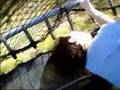 videos de Trampoline Tributes Part 1